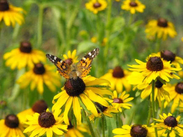 Image for event: Gardening for Birds, Butterflies and Beyond